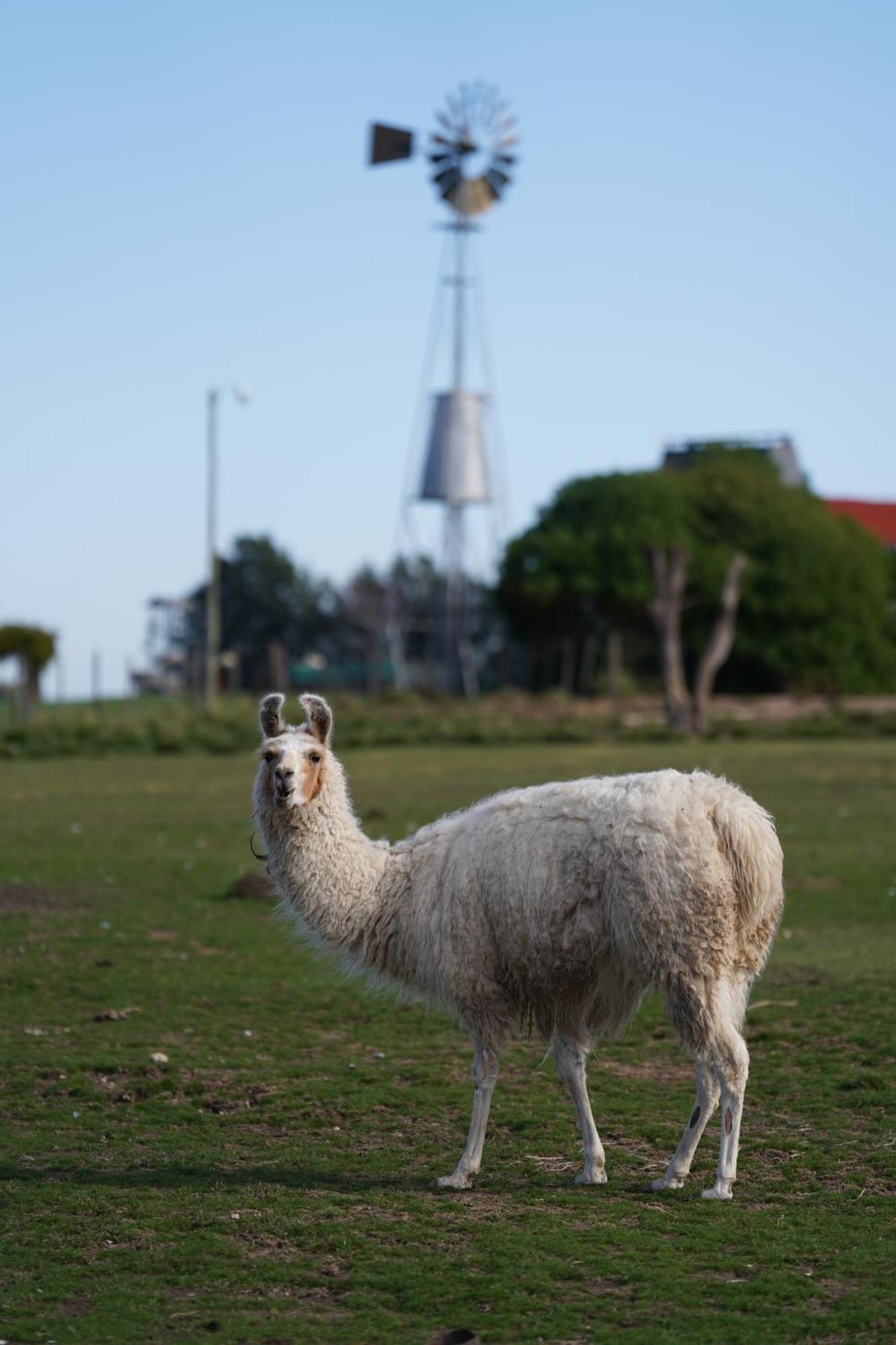 La Santina Posada & Experiencias De Campo San Pedro  Exterior foto